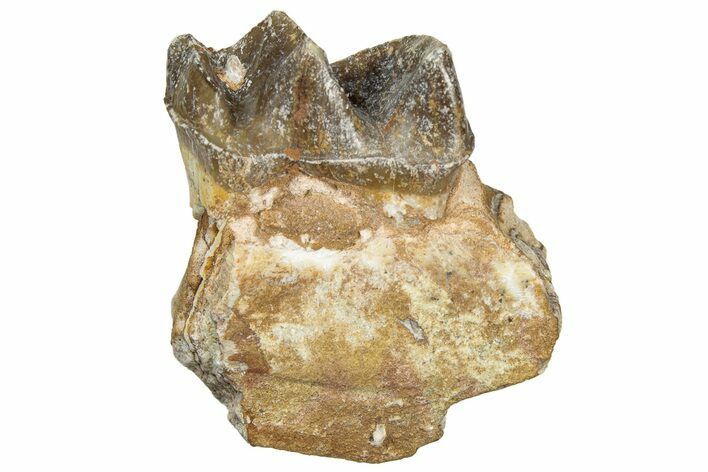 Fossil Running Rhino (Hyracodon) Jaw Section - South Dakota #300397